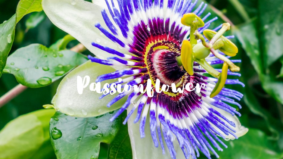Passionflower for Sleep & Anxiety | Herbal Benefits & Uses