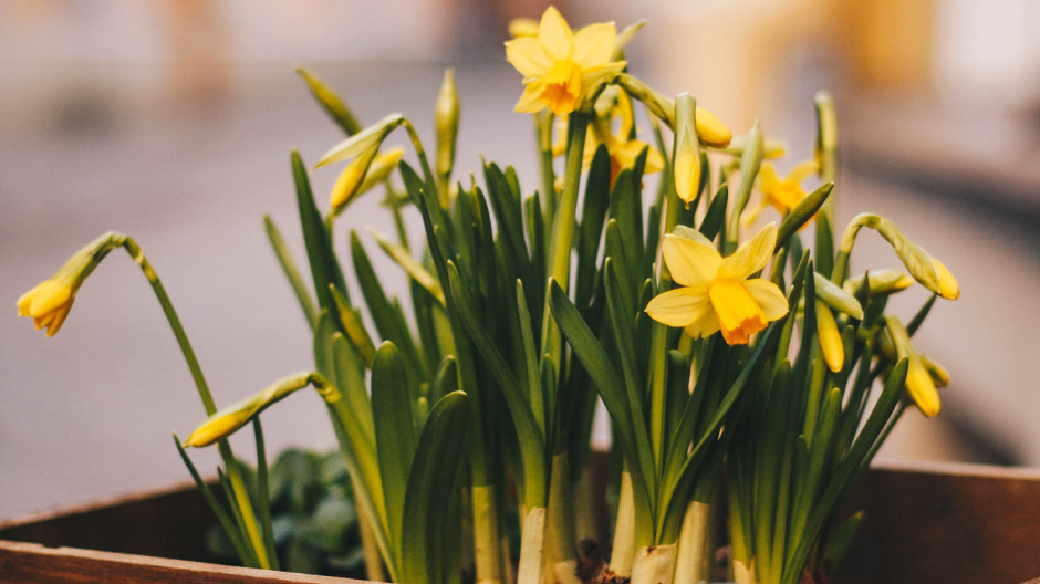 Embracing the Magic of March: A Journey Through Symbolism and Transformation