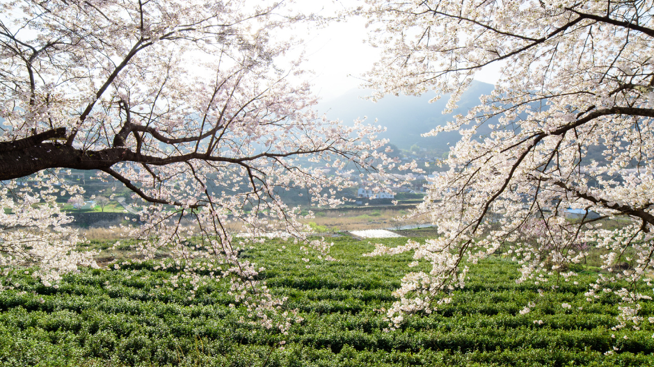 Embracing the Magic of April