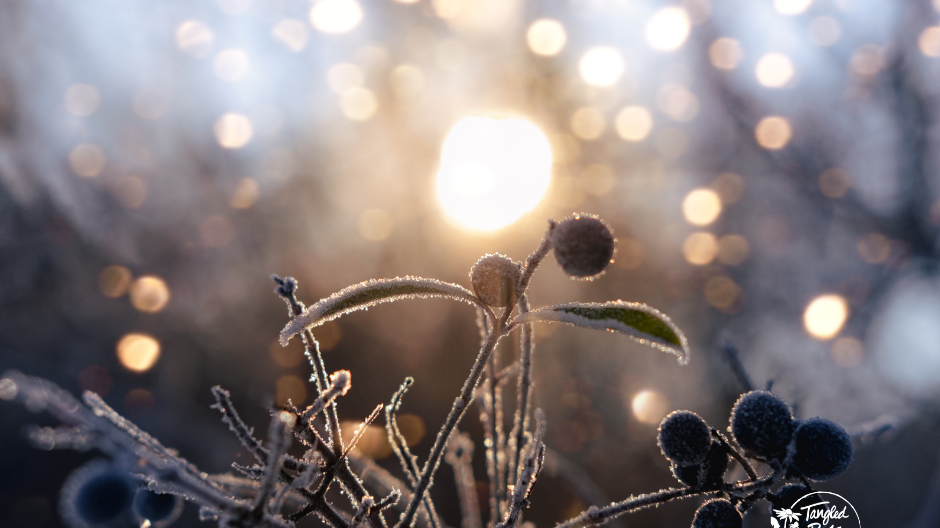 Yule: Embracing the Magic of the Winter Solstice