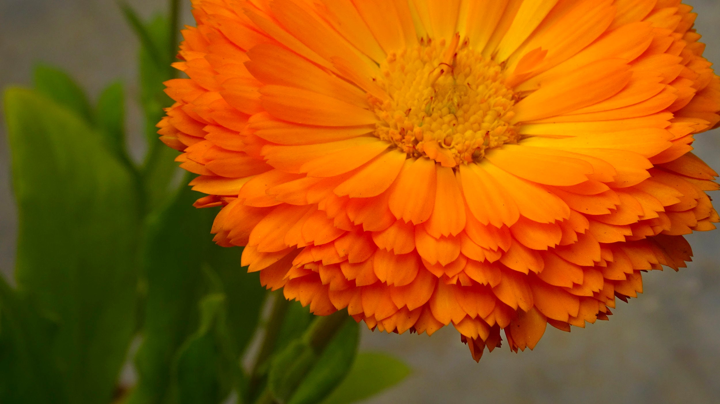 What is Calendula All About Anyway?