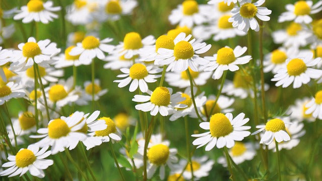How to Calm the F*** Down, Herbalist Style