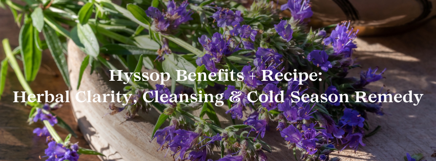 Hyssop: The Overlooked Herb for Clarity, Cleansing, and Cold Season Support