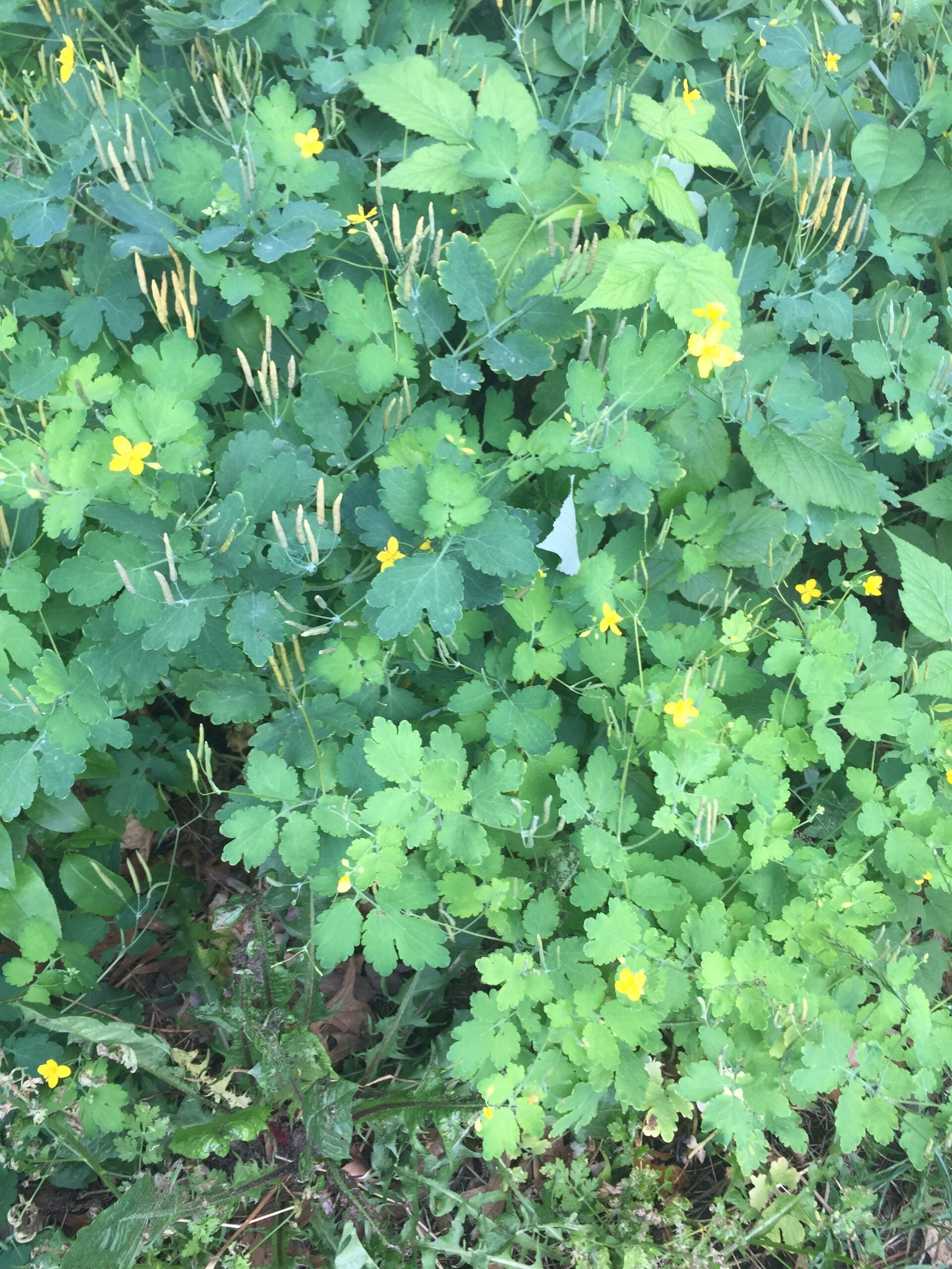 Morning Exploration   "Celandine"