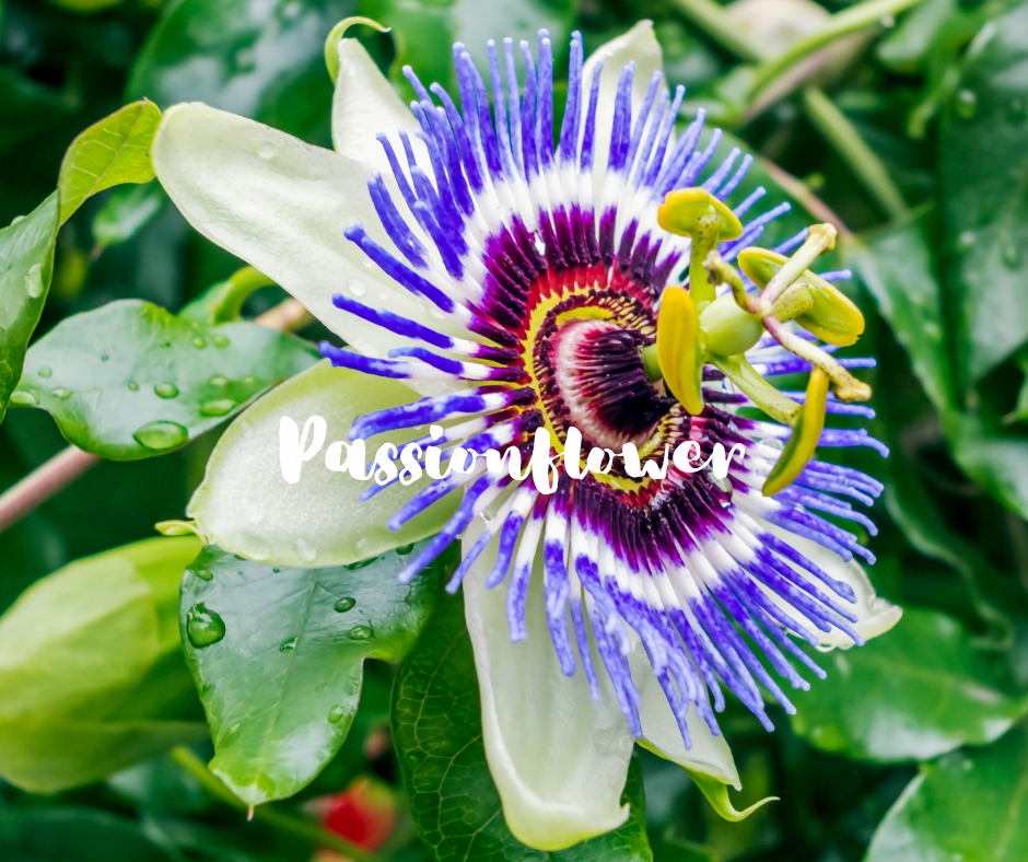 Passionflower for Sleep & Anxiety | Herbal Benefits & Uses