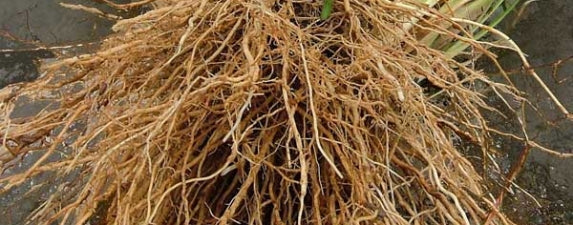 Focusing on our Roots this Winter...