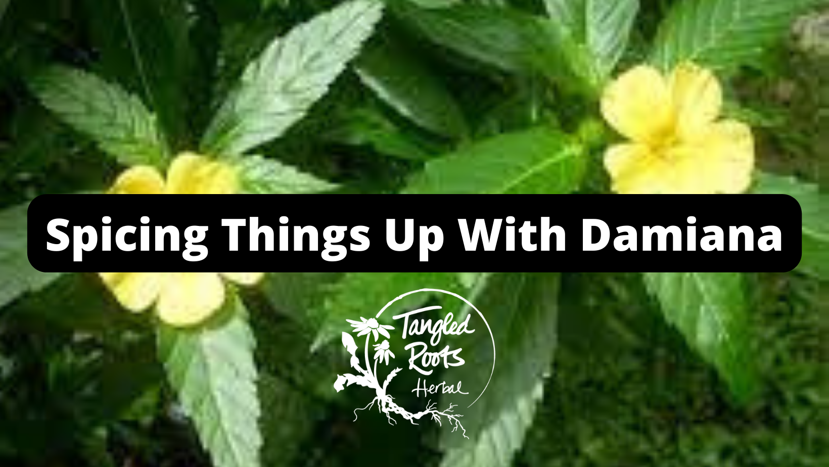 Spicing Things Up With Damiana