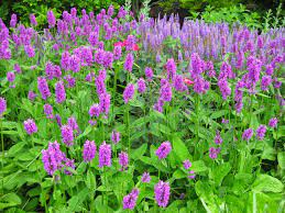 Calm the Chaos: How Chronic Stress Wrecks the Body (And How Herbs Help Restore Balance)