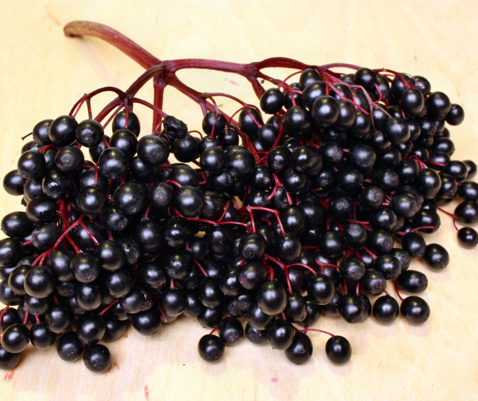 The Basics of Immunity and the Power of Elderberries