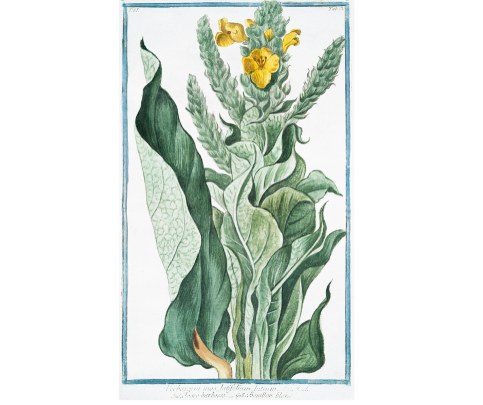 The Magic of Mullein