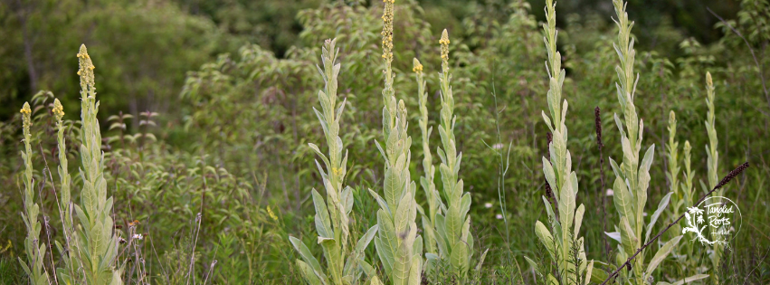 Mullein: Medicine, Magic, and Smoke