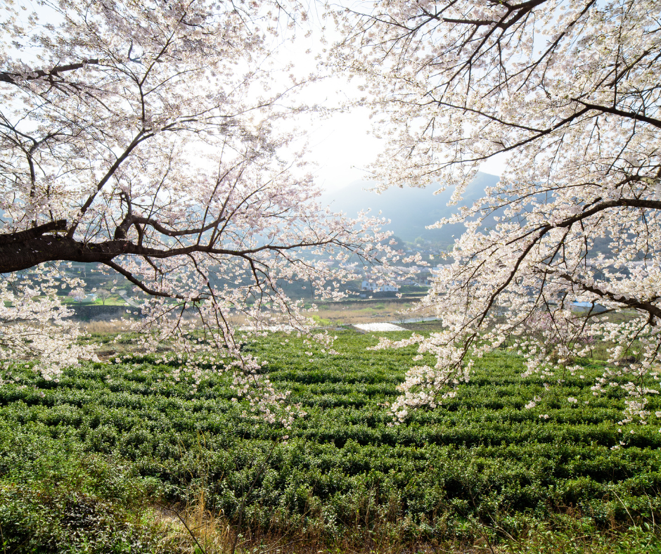 Embracing the Magic of April